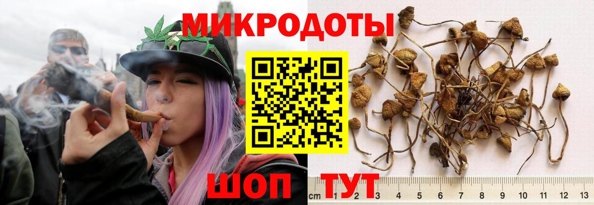 Псилоцибиновые грибы Cubensis  Вход с VPN  Фрязино  Псилоцибиновые грибы MAGIC MUSHROOMS 